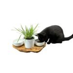 RUSTY feeding station 2x 0.4 liter porcelain bowls plus pot for cat grass olive wood