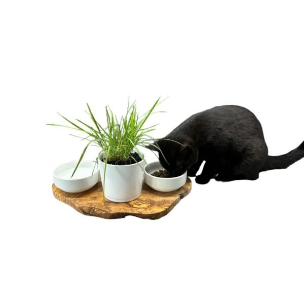 RUSTY feeding station 2x 0.4 liter porcelain bowls plus pot for cat grass olive wood